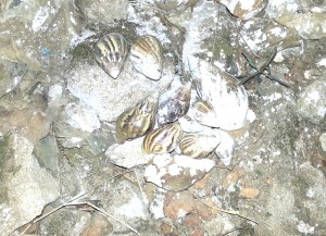 One time when I was bored in Liberia, I collected snail shells. Wish I would have thought of this activity earlier.