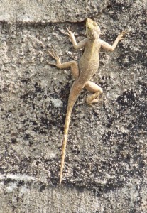 Monrovia Lizard Liberia