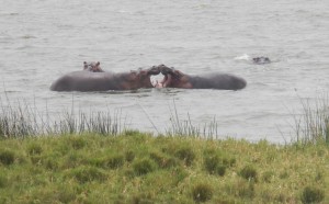 kissing hippos